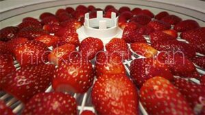 Timelapse of Strawberries in Dehydrator